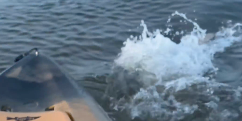 Video: Florida fisherman has close encounter with 'monster' bull shark that bumps into kayak