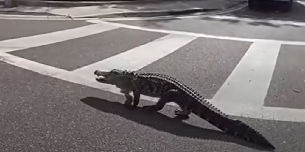 See it: Florida sheriff's deputy helps corral 7-foot gator trying to cross busy highway