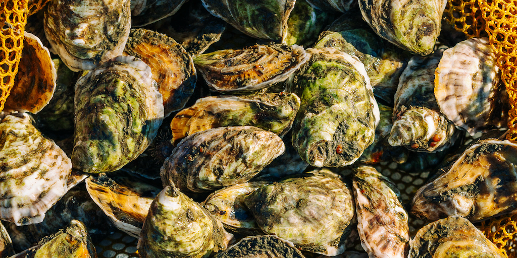 From space to sea: How satellite data is shaping Maine's oyster industry