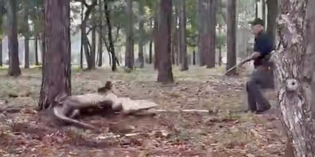 See it: Police wrangle massive 400-pound rolling alligator in North Carolina