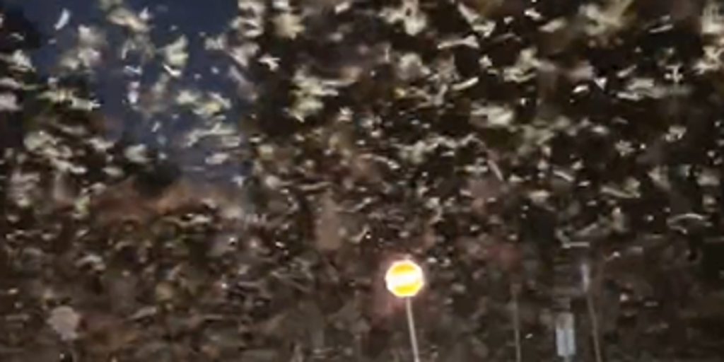 Video: Massive swarm of termites appear in night sky, and it's actually more common than you'd think
