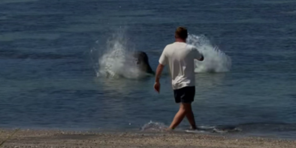 Washington man arrested after viral video shows him throwing rock at endangered Hawaiian seal