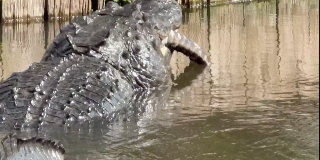 Watch: Massive alligator munches on smaller alligator in Florida wildlife park