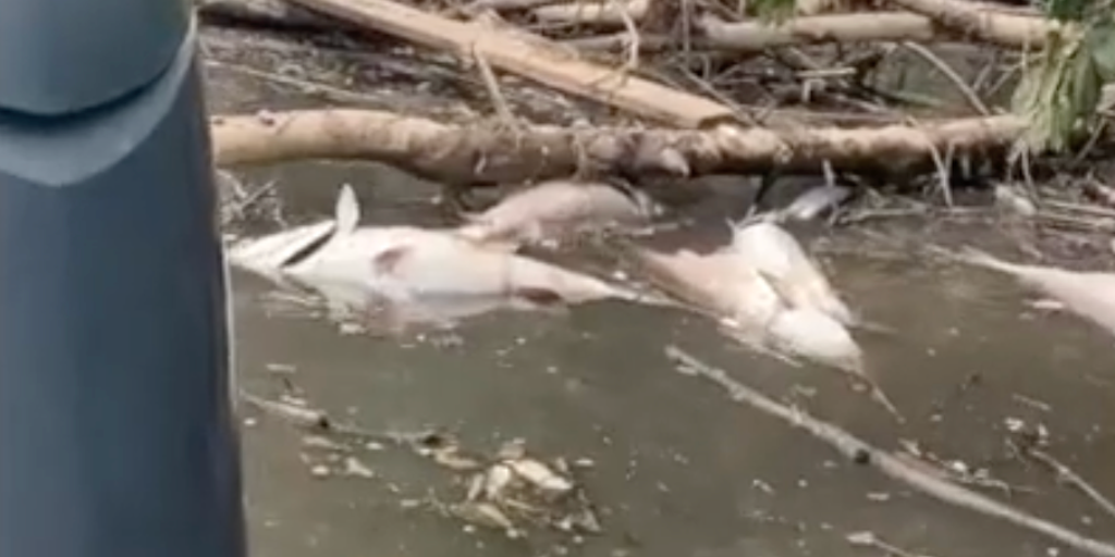 Atlanta flooding contributes to 'unprecedented' number of dead fish in Georgia river