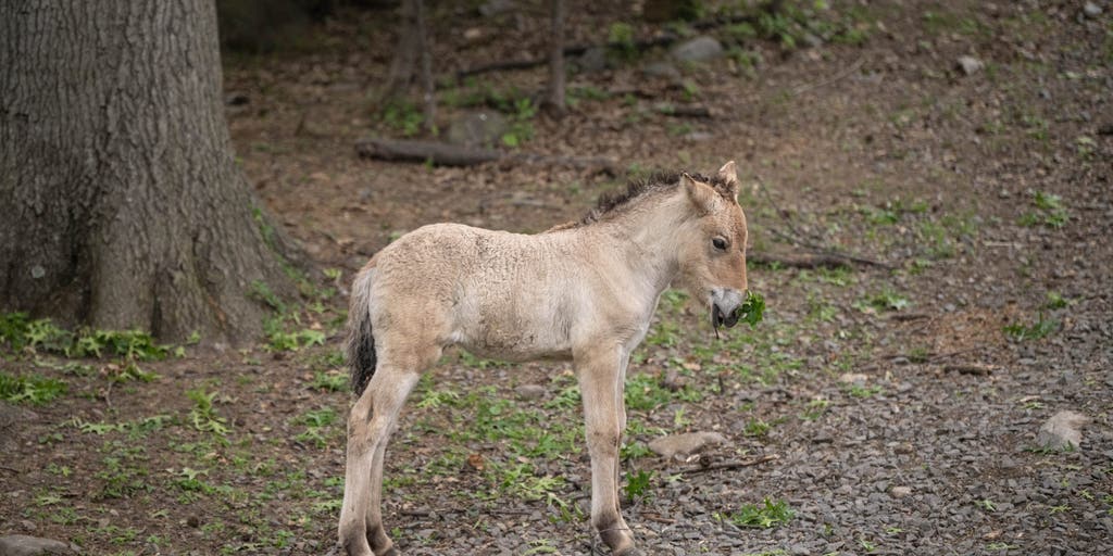 Rare, almost extinct wild horse born at the Bronx Zoo