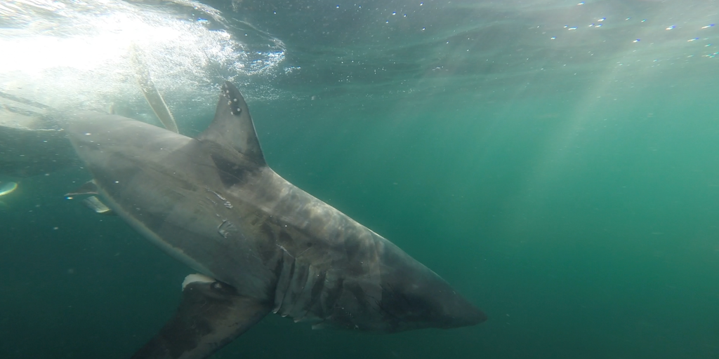 Young great white shark 'Nori' marks major milestone off New Jersey coast as first tagged shark to move north