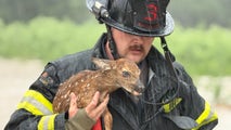 See it: Baby deer rescued from fast-moving floodwaters in Indiana