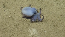 See it: Newly discovered golf ball-sized blue octopus found off coast of Galápagos Islands