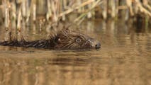 Watch: Rabid beaver fought off after attacking several people in New Jersey park
