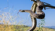 Colorado Wildlife officials warn of rattlesnake encounters as the reptiles wake up this spring