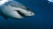 Beachgoers warned after first white shark of the season confirmed in Cape Cod