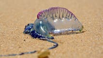 Portuguese man o' war warnings issued in Myrtle Beach after strong currents wash venomous wildlife ashore