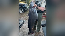 Cat’s out of the bag: Record blue catfish makes Florida history