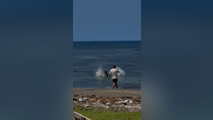 Washington man arrested after viral video shows him throwing rock at endangered Hawaiian seal