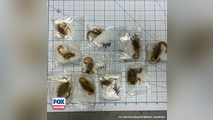 See it: US wildlife officials find several venomous scorpions being smuggled from Hong Kong