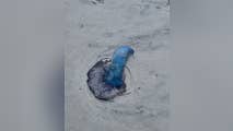 Portuguese man o' war warnings issued in Myrtle Beach after strong currents wash venomous wildlife ashore