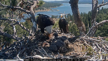 Names announced for 2026 Friends of Big Bear Valley bald eagle babies out of 63,000 entries