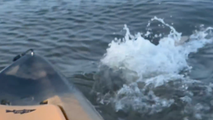 Video: Florida fisherman has close encounter with 'monster' bull shark that bumps into kayak