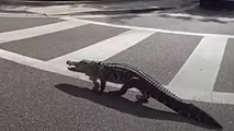 See it: Florida sheriff's deputy helps corral 7-foot gator trying to cross busy highway