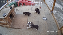 Video: Denali National Park puppy cam goes live with national parks-themed litter in honor of America 250