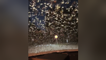 Video: Massive swarm of termites appear in night sky, and it's actually more common than you'd think