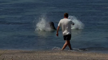 Washington man arrested after viral video shows him throwing rock at endangered Hawaiian seal