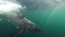 Young great white shark 'Nori' marks major milestone off New Jersey coast as first tagged shark to move north