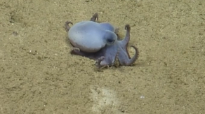 See it: Newly discovered golf ball-sized blue octopus found off coast of Galápagos Islands