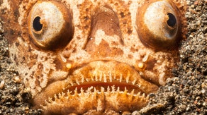 Deep-sea nightmare: The bone-chilling fish lurking along the ocean floor