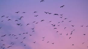 Spring migration takes flight: 850 million birds fill the skies