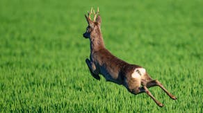 Watch: 'Drunk' deer runs in circles after eating fermented fruit