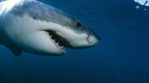 Beachgoers warned after first white shark of the season confirmed in Cape Cod