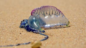 Portuguese man o' war warnings issued in Myrtle Beach after strong currents wash venomous wildlife ashore