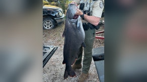 Cat’s out of the bag: Record blue catfish makes Florida history