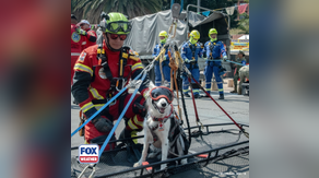 Photos: Rescue dog participates in earthquake training drills for the Mexican Red Cross