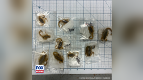 See it: US wildlife officials find several venomous scorpions being smuggled from Hong Kong