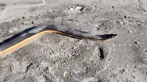 See it: Extremely venomous sea snake washes up on New Zealand beach
