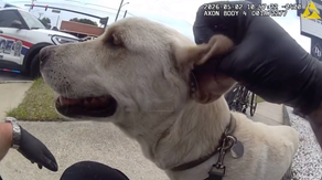 Watch: Florida police officer buys a pair of boots for a dog struggling to walk on hot pavement