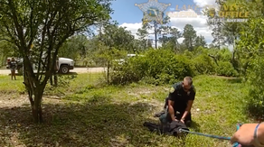 Watch as sheriff's deputies wrangle and capture trespassing alligator from Florida resident's yard
