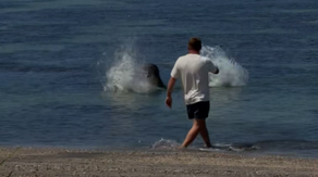 Washington man arrested after viral video shows him throwing rock at endangered Hawaiian seal