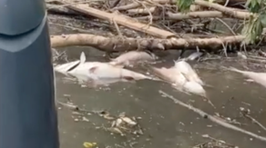 Atlanta flooding contributes to 'unprecedented' number of dead fish in Georgia river
