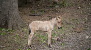 Rare, almost extinct wild horse born at the Bronx Zoo