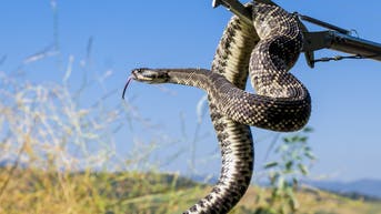 Officials warn of rattlesnake encounters in this state as temperatures climb - Fox News