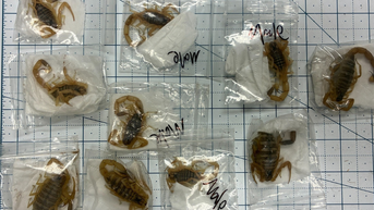 US officials discover these venomous creatures hidden in foreign package - Fox News