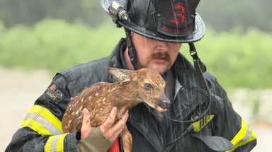 See it: Baby deer rescued from fast-moving floodwaters in Indiana