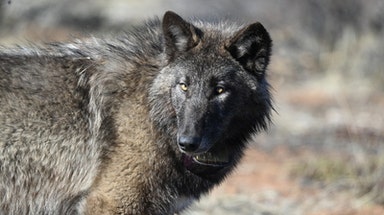 Gray wolf spotted in Sequoia National Park for first time in more than 100 years