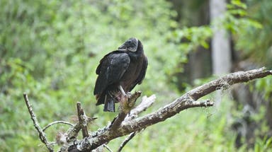 America's most popular national park needs help after 33 dead vultures illegally dumped
