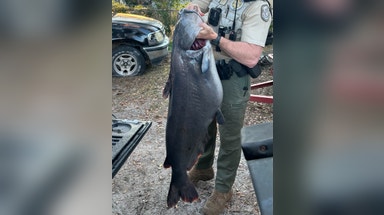 Cat’s out of the bag: Record blue catfish makes Florida history