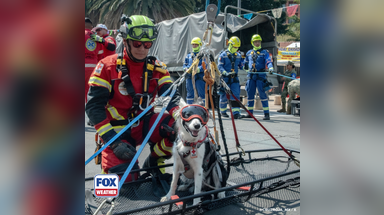 Photos: Rescue dog participates in earthquake training drills for the Mexican Red Cross