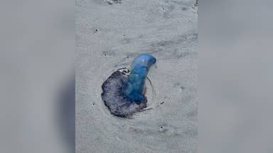 Portuguese man o' war warnings issued in Myrtle Beach after strong currents wash venomous wildlife ashore